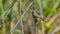 Whinchat (Saxicola rubetra)