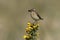 Whinchat, Saxicola rubetra