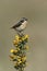 Whinchat, Saxicola rubetra