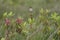 Whinchat (Saxicola rubetra) on Rhododendrons at Lochbuie, Isle of Mull, Scotland