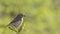 Whinchat on Shrubbery