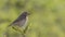 Whinchat on Shrubs