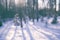 Whinter snow forest, dephocused season background