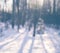 Whinter snow forest, dephocused season background