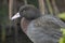 Whio Blue Duck Endemic to New Zealand