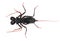 Whip scorpion