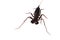 Whip scorpion