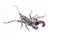 Whip scorpions isolated