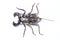 Whip scorpions isolated