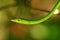 Whip snake or tree sniffer in the Sinharaja Forests of Sri Lanka