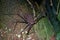 Whip spider