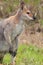 Whip-tailed wallaby (macropus parryi)