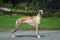 Whippet