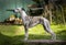 Whippet