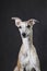 Whippet breed dog portrait on gray background
