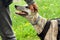 A whippet breed dog stands beside a man in gray jeans and a black jacket