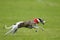 Whippet coursing