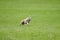 Whippet coursing