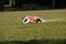 Whippet coursing