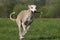 Whippet dog