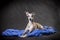 Whippet dog breed lies on blue cloth