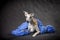 Whippet dog breed lies on blue cloth