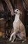 Whippet dog with hunting accessories