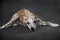 Whippet dog lies on a gray background