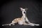 Whippet dog lies on a gray background