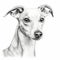 Whippet Dog Line Drawing On White Background