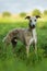 Whippet dog in a meadow