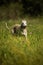 Whippet dog in a meadow