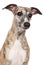 Whippet dog portrait on a white background