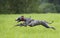 Whippet dog is running