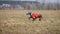 Whippet dog running. Coursing, passion and speed