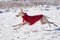 Whippet dog running in the snow wearing winter coat. English Whippet