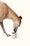 Whippet dog secretly drinks from a coffee cup