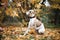 Whippet dog sits near autumn tree