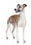 Whippet dog stand on white background