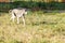 Whippet dog walking in park