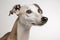 Whippet Dog On White Background. Generative AI