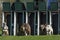 Whippet Dogs running, Racing at Track