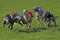 Whippet Dogs running, Racing at Track