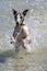A whippet enjoys playing in the ocean at Corny Point in South Australia in Australia.