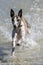 A whippet enjoys playing in the ocean at Corny Point in South Australia in Australia.