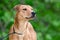 Whippet Feist mixed breed dog