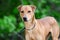 Whippet Feist mixed breed dog