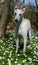 Whippet in a forest