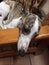 Whippet lying on the chair