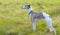 Whippet in meadow